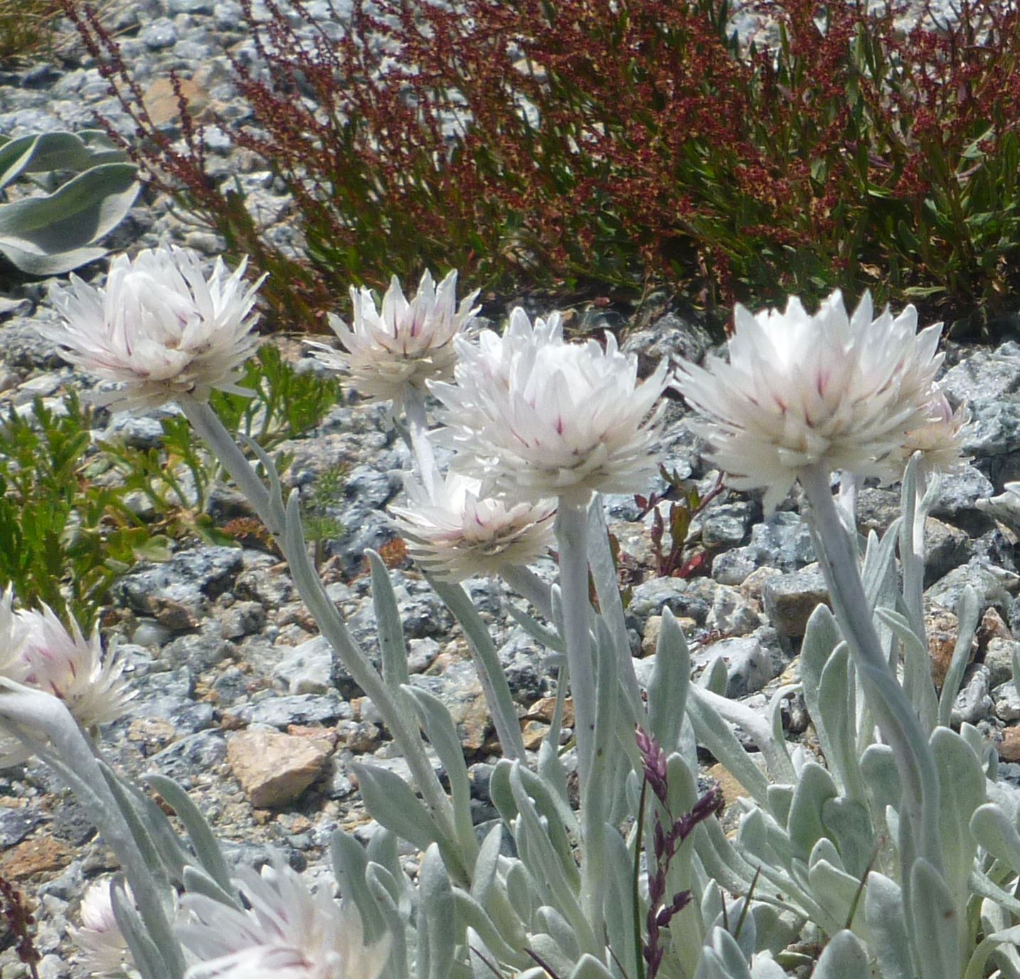Photograph of hoary sunray flowers